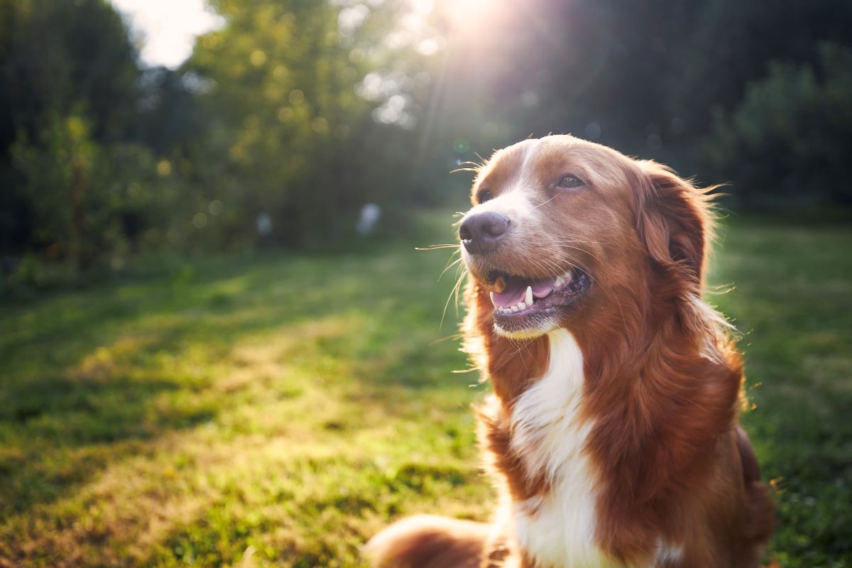 Hund vermisst im Enzkreis? Erste Schritte & Tipps
