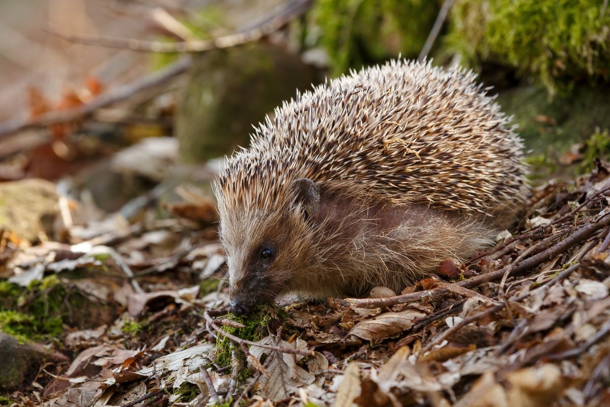 Igel im Garten Enzkreis – richtig helfen