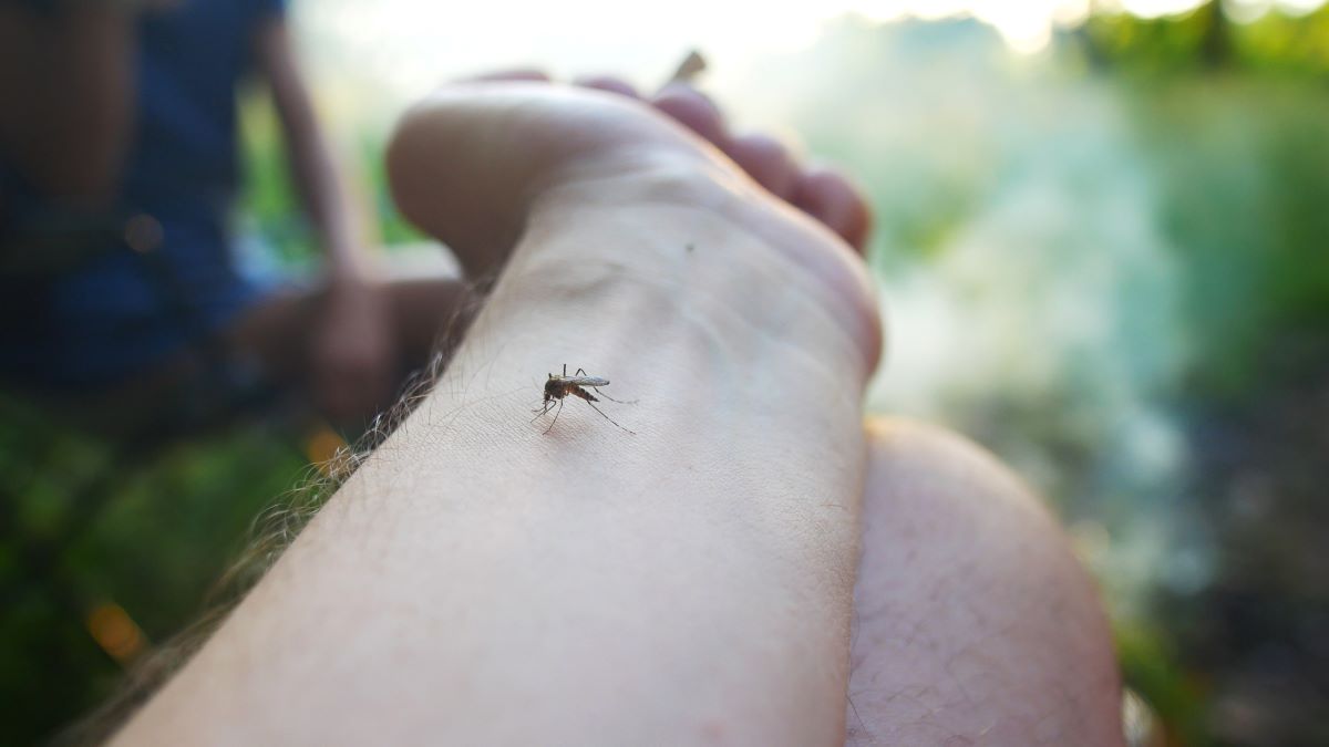 Insektenstiche im Enzkreis: Erste Hilfe und richtige Vorbeug