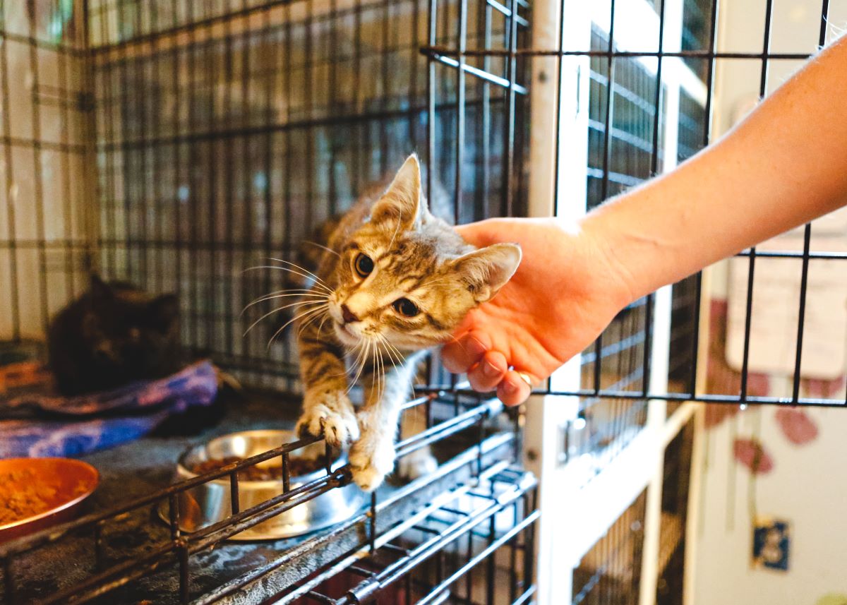 Katze mikrochippen im Enzkreis — Warum es wichtig ist