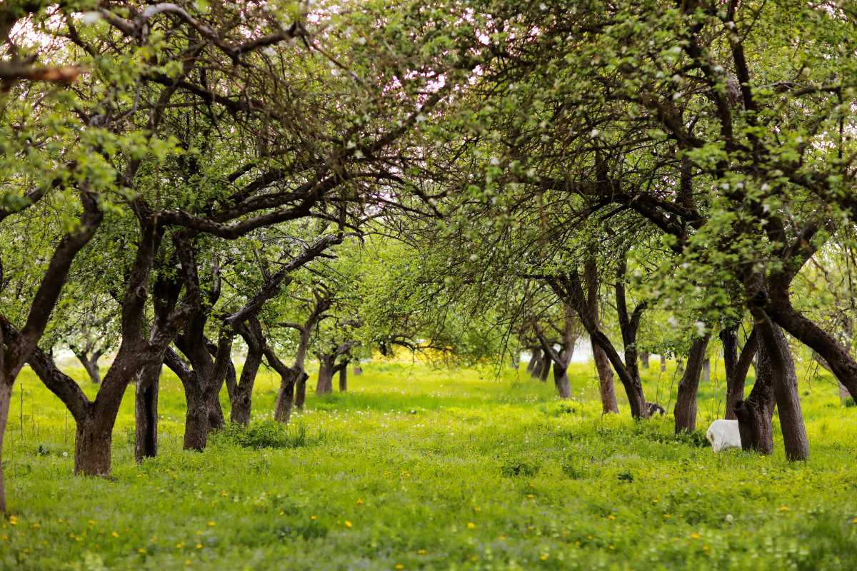 Streuobstwiese kaufen im Enzkreis — lohnt sich die Investiti
