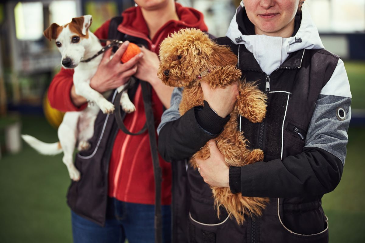 Tier adoptieren statt kaufen – Enzkreis Tierschutz